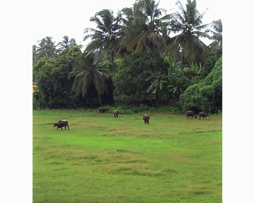 Cockerel Homestay - Traditional Beach Village - Goa Canacona Exteriér fotografie